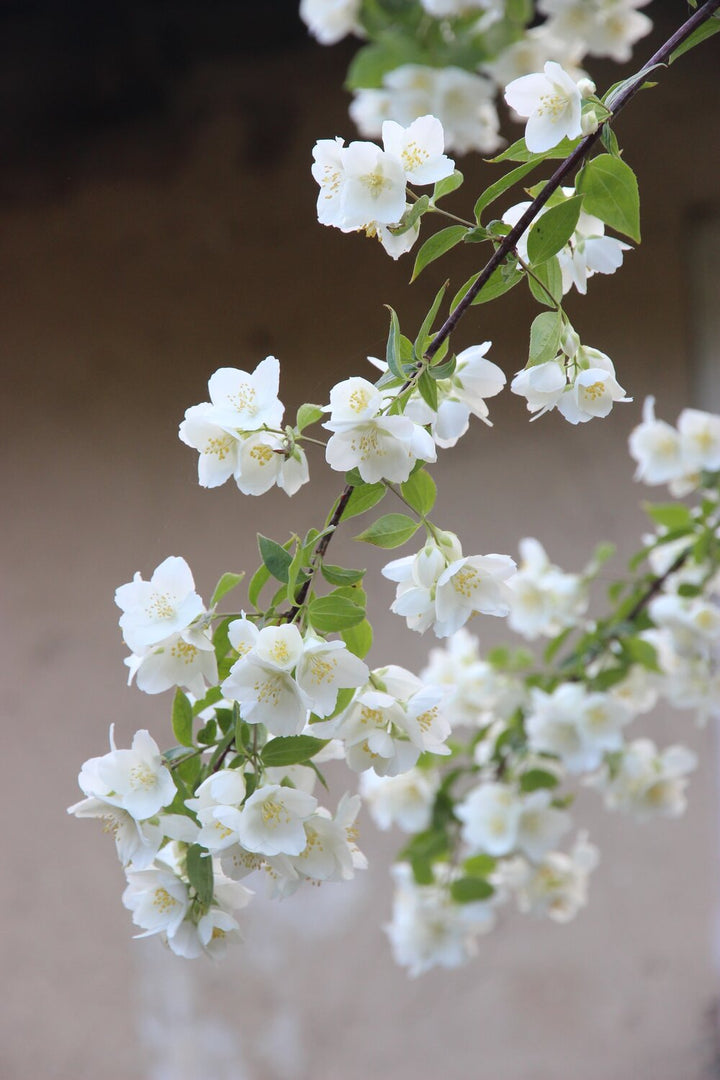 Sparkling Jasmine Green Tea
